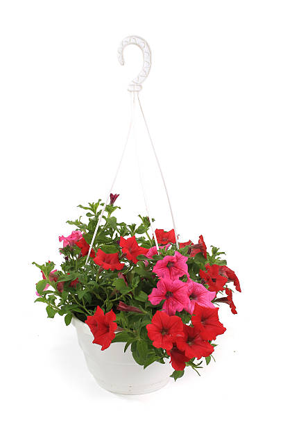 istock Petunia is a trumpet shaped 467132206