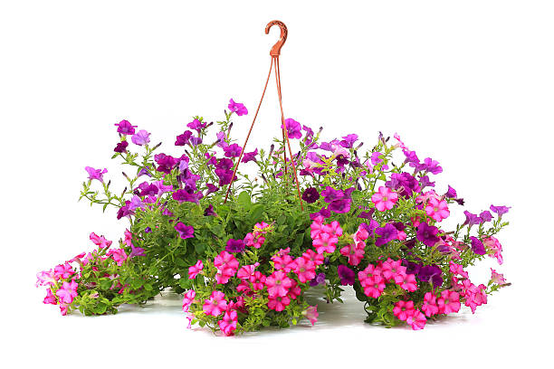 istock Petunia is a trumpet shaped 467132210