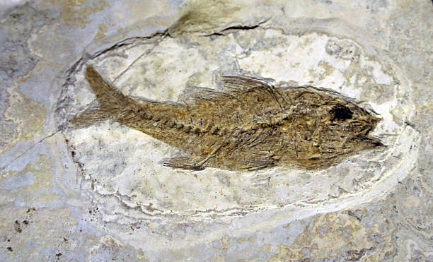 istock Mesozoic age fossil fish trapped in the rock 467132340