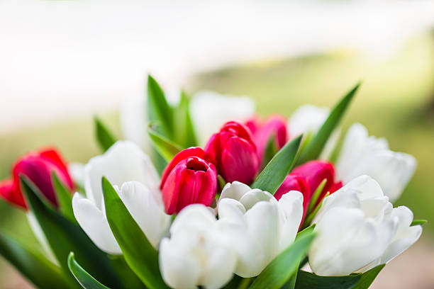 istock colorful tulips bouquet 467132662