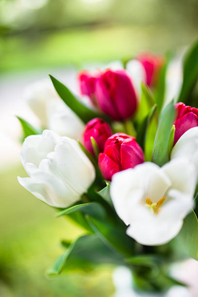 istock colorful tulips bouquet 467132674