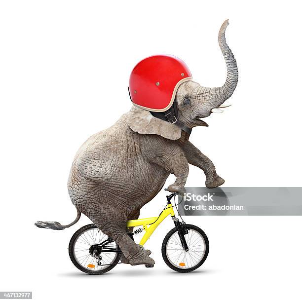 Funny Driver Stock Photo - Download Image Now - Elephant, Cycling, Bicycle