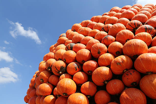 istock pile of pumpkins 467134529