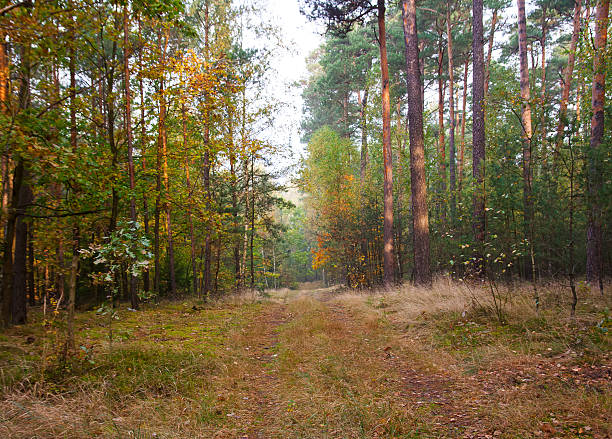 istock Path in wood in golden morning light 467135006