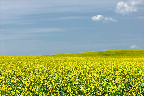istock Rapeseed field. Yellow flowers. The bright sun. blue sky 467135211