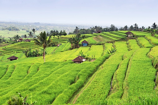 Famous Jatiluwih rice paddies located in the Tabanan region of Bali are a cultural Unesco landscape.Some tourists are walking through the fields. 