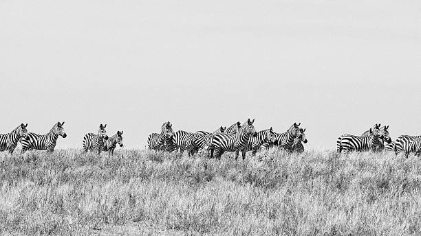 istock Zebras in Serengeti 467135423