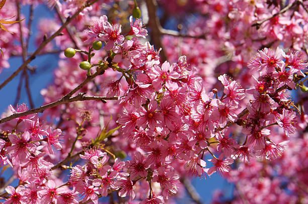 istock Spring flower, beautiful nature, abstract background 467136128