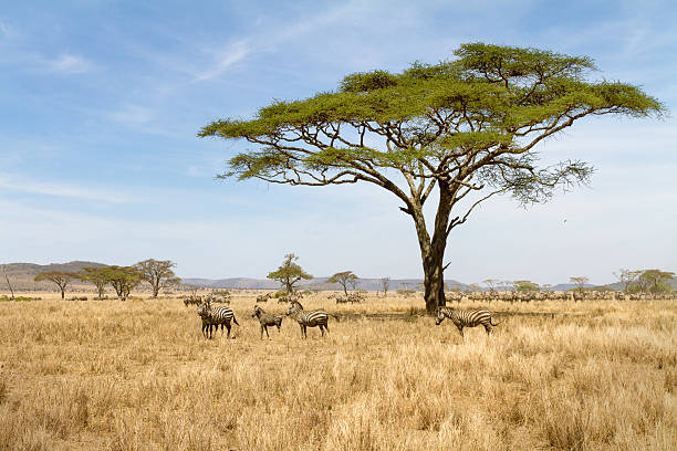 istock Zebra grazing in Serengeti 467136741