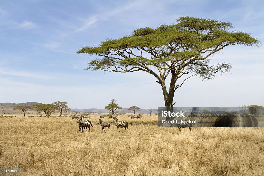 Zebra grazing in Serengeti Zebras in the Serengeti National park, Tanzania, Africa. Serengeti National Park Stock Photo