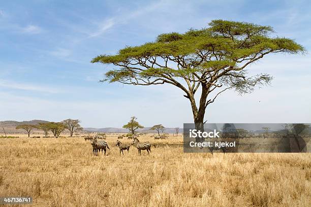 Zebra Grazing In Serengeti Stock Photo - Download Image Now - Serengeti National Park, Africa, Animal