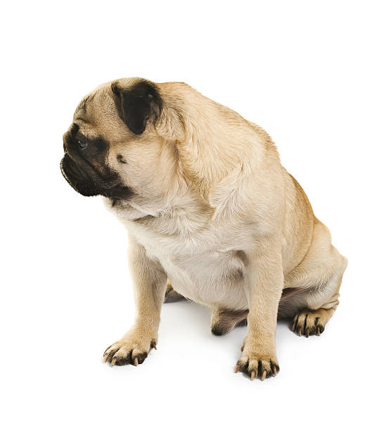 istock emotional Pug Close-up 467137797