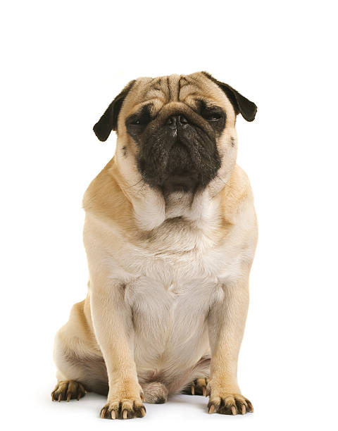 istock emotional Pug Close-up 467137805