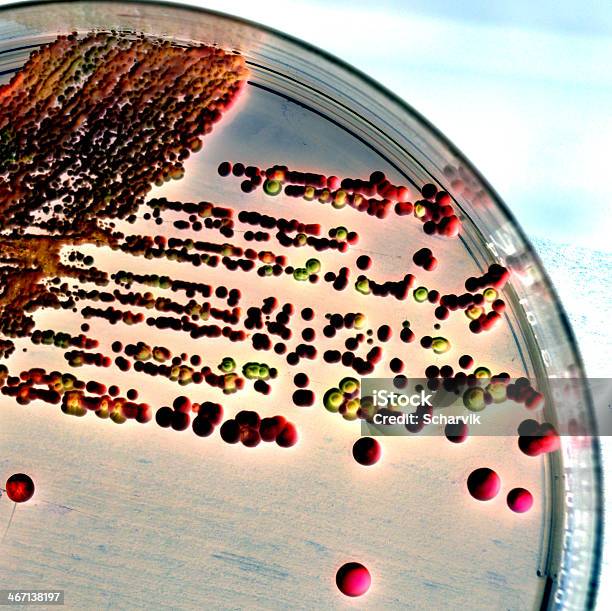 Микроорганизмы — стоковые фотографии и другие картинки Агар - Агар, Анализировать, Биология