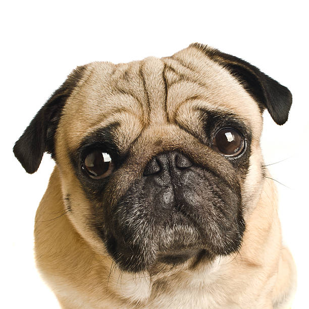 istock Close-up of Pug 467138251