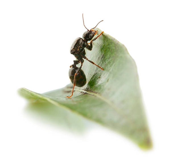 istock Ant wants to overcome a leaf. 467138673