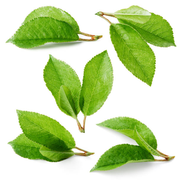 istock Cherry leaves isolated on white background. Collection 467138822