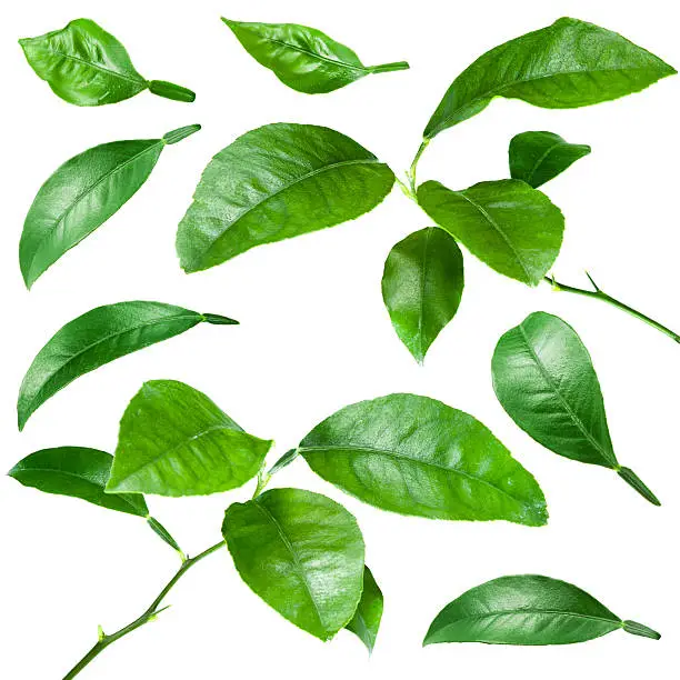 Photo of Citrus leaves isolated on white background. Collection