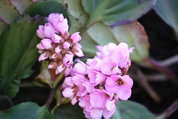 Flowering of the Himalayan Bergenia - Bergenia stracheyi