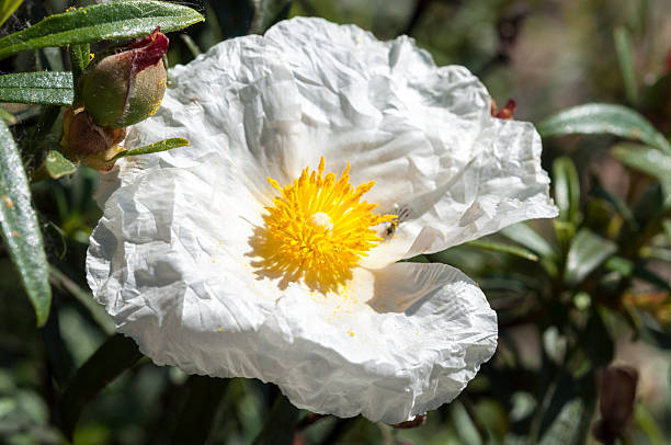 istock Gum rockrose, Cistus ladanifer 467139908