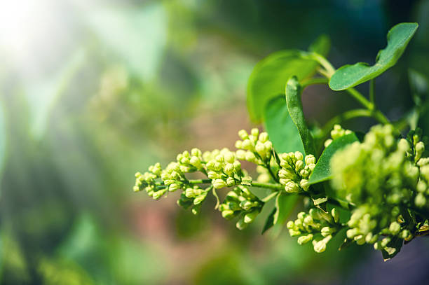 Young buds of spring flowers, green leaves stock photo