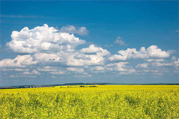 istock Rapeseed field. Yellow flowers. The bright sun. blue sky 467142281