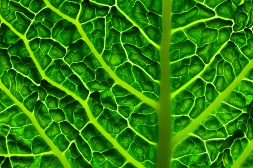Vital green coloures in detail of kale leaf.