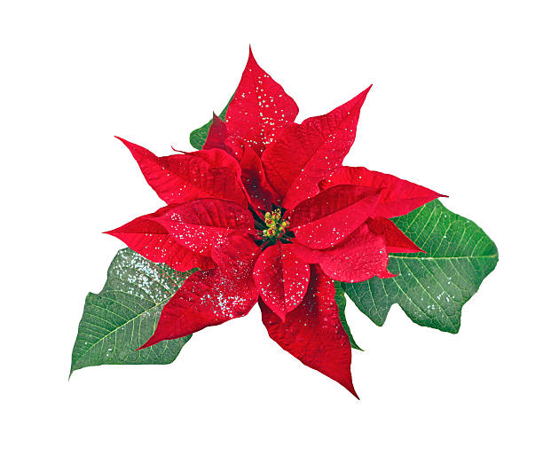 istock Poinsettia. Isolated. 467142799