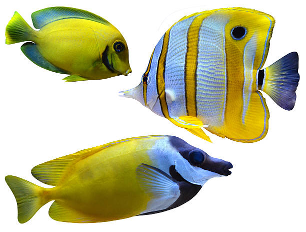 marine aquarium fish - copperband butterflyfish zdjęcia i obrazy z banku zdjęć