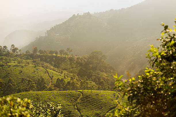 istock Rolling Hills of a Tea Estate 467143247