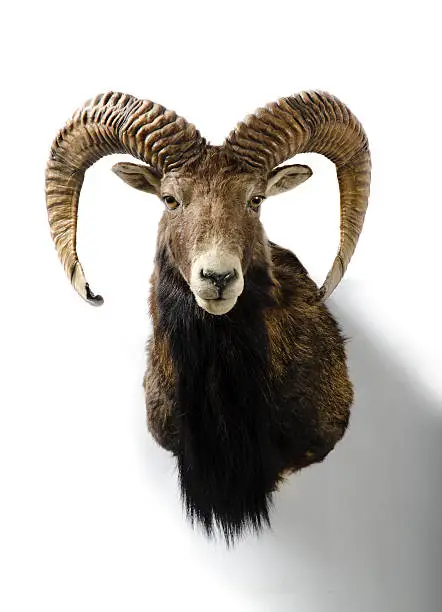 European Mouflon sheep trophy head mount on a white background.