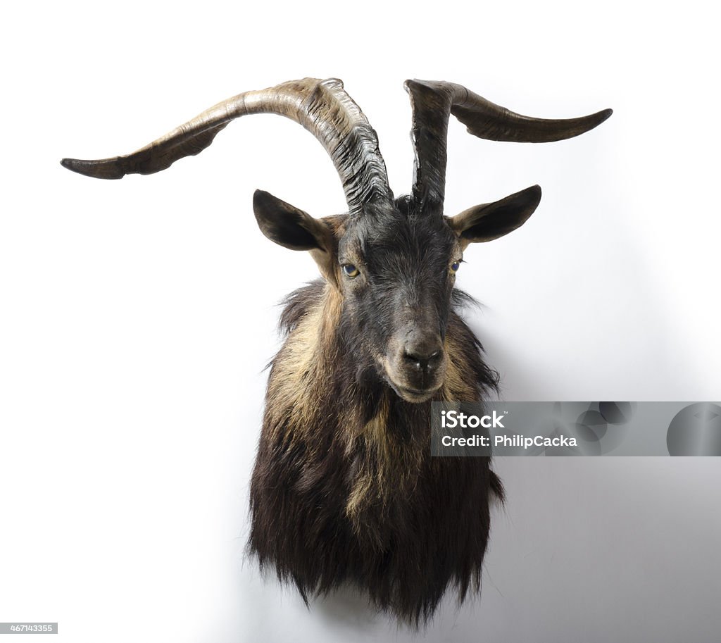 Alpine Ibex Trophy Head Mount - Lizenzfrei Taxidermie Stock-Foto