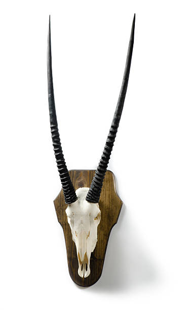 istock African Gemsbok Antelope Skull and Horns 467143359