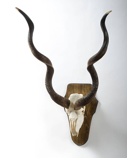 Greater Kudu Antelope Skull And Horns Stock Photo - Download Image Now -  Animal Skull, Horned, Animal Bone - iStock