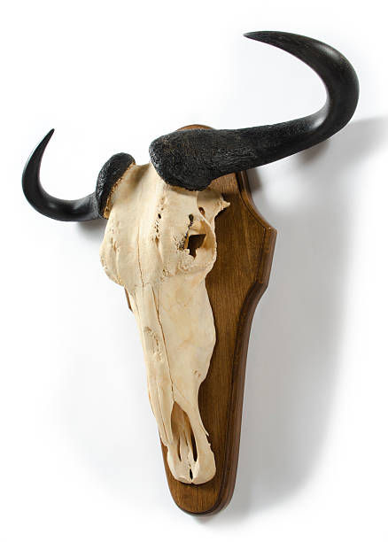 istock Wildebeest Skull and Horns 467143369