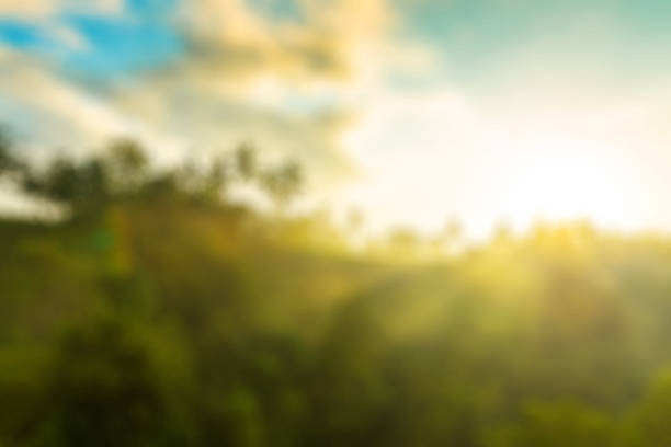 istock Nature blur background Sunrise over jungle 467144010