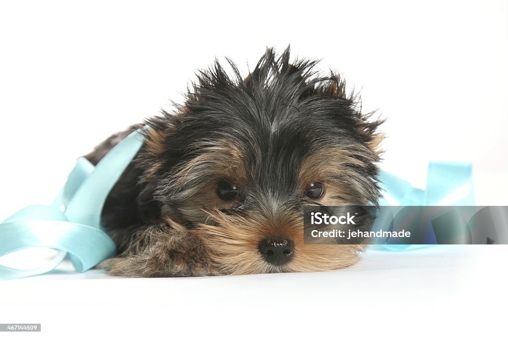 Cucciolo Yorkshire Terrier cucciolo con nastro orizzontale - Foto stock royalty-free di Animale