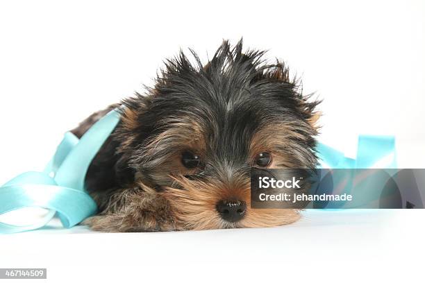 Cucciolo Yorkshire Terrier Cucciolo Con Nastro Orizzontale - Fotografie stock e altre immagini di Animale