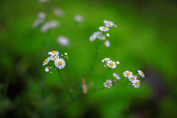 Small Daisy flowers stock photo