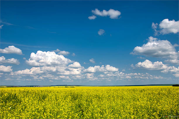 istock Rapeseed field. Yellow flowers. The bright sun. blue sky 467144609