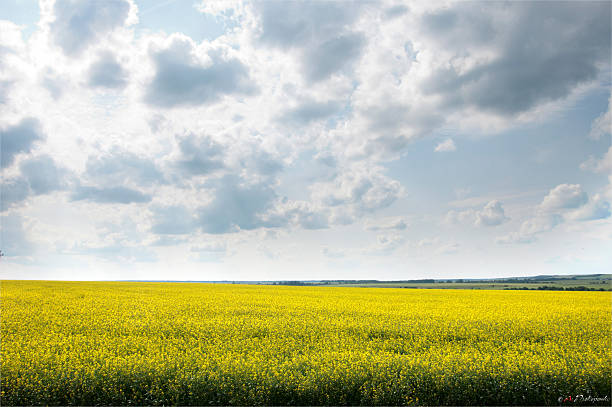 istock Rapeseed field. Yellow flowers. The bright sun. blue sky 467144627