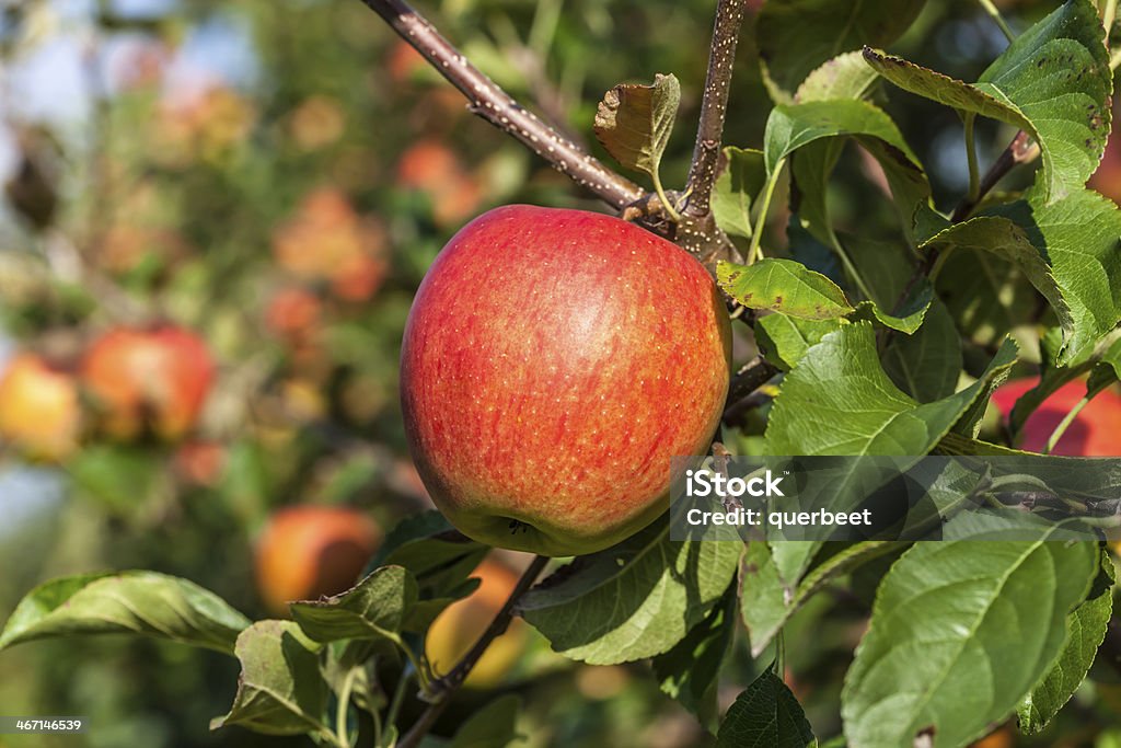 Rote Äpfel an einem Baum - Lizenzfrei Apfel Stock-Foto