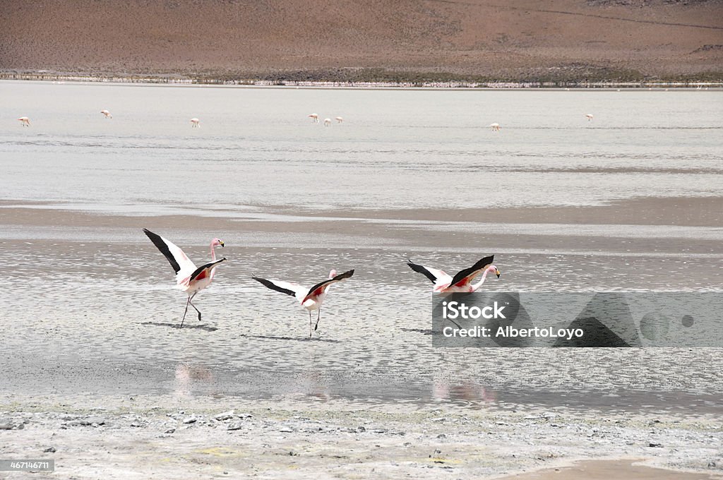 Flamingos와 소금 평편 of 안데스 범위 (Bolivia) - 로열티 프리 경관 스톡 사진