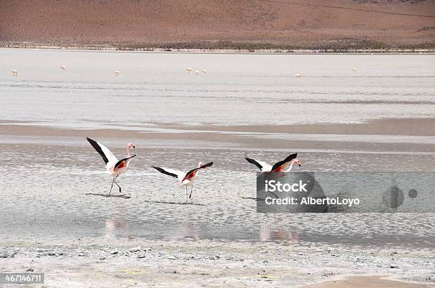 Фламинго На Мокрый Солончак В Андах Диапазон Боливия — стоковые фотографии и другие картинки Андский фламинго