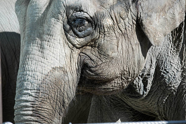 istock elephant face close-up picture 467146738