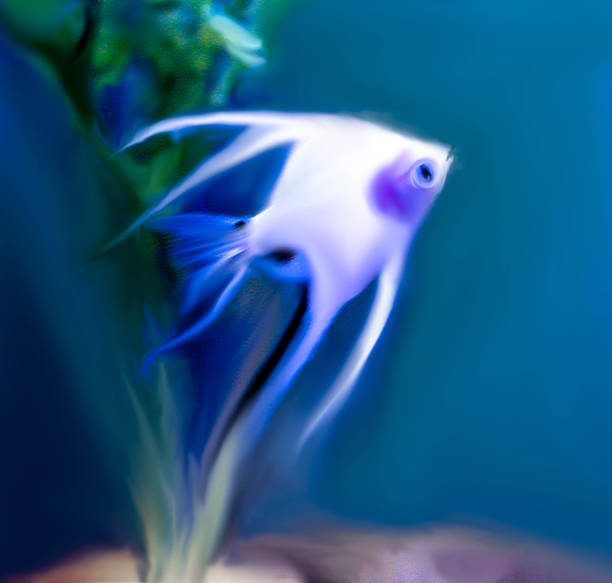 Escalar or Angel Albino Fish stock photo