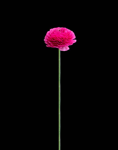 istock Hot pink single buttercup flower on long stem 467146950