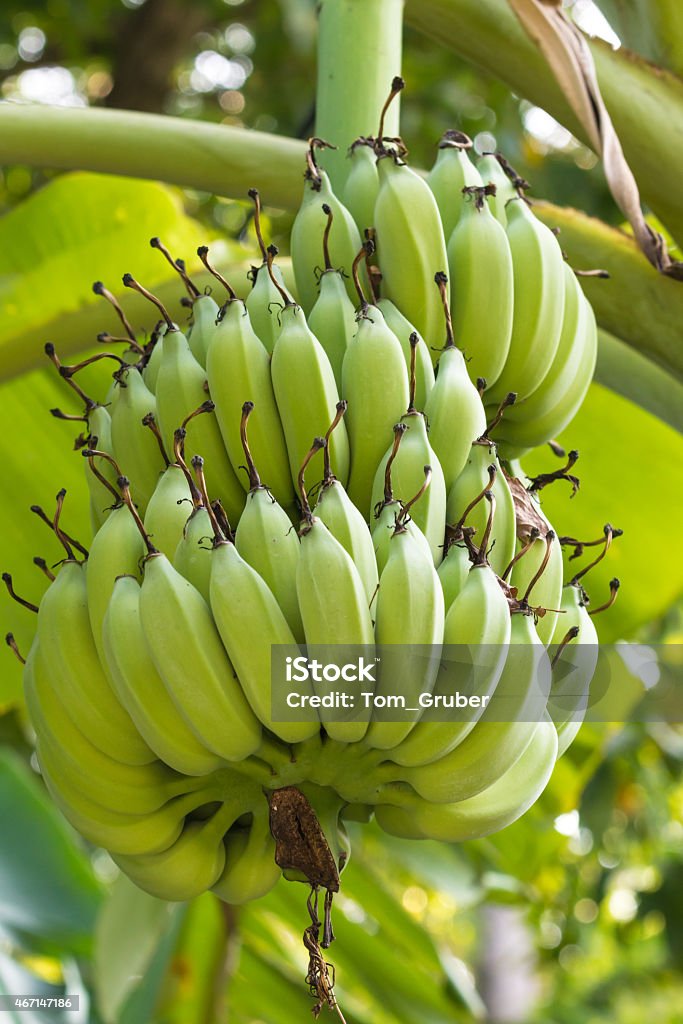 Unripe green bananas in the jungle close up 2015 Stock Photo