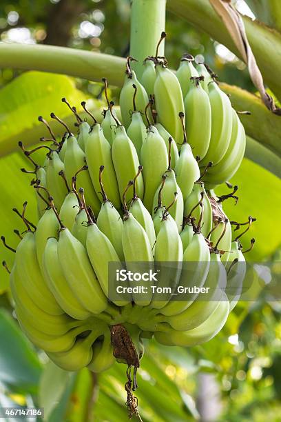 Unripe Green Bananas In The Jungle Close Up Stock Photo - Download Image Now - 2015, Agriculture, Asia