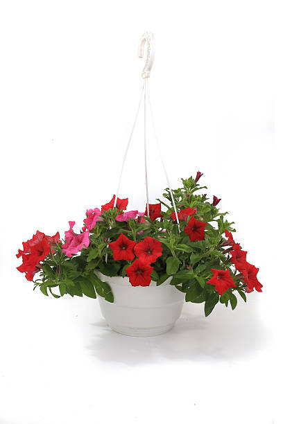 istock Petunia is a trumpet shaped 467147328